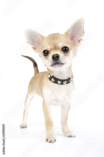 small self-confident Chihuahua puppy portrait