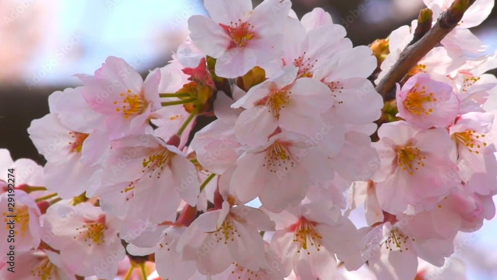 桜 桜