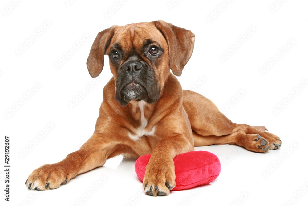 German Boxer puppy with red heart on a white background