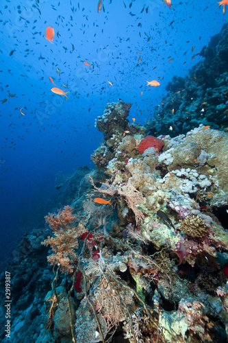 Fototapeta Naklejka Na Ścianę i Meble -  Marine life in the Red Sea.