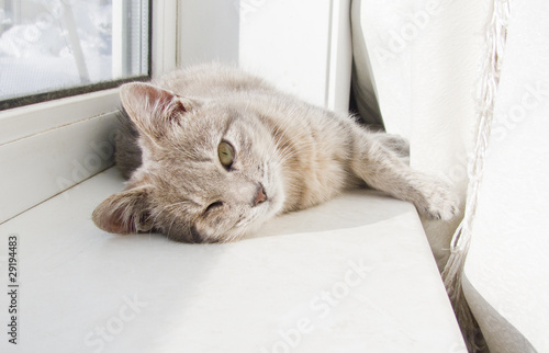cat lying