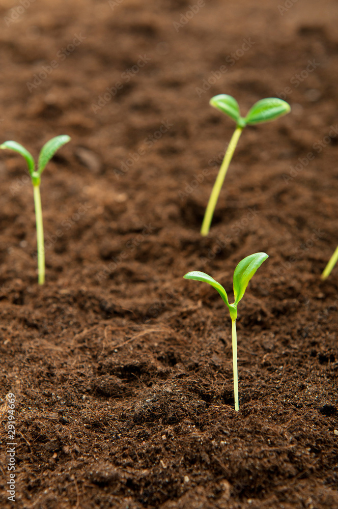 Green seedling illustrating concept of new life Green seedling illustrating concept of new life