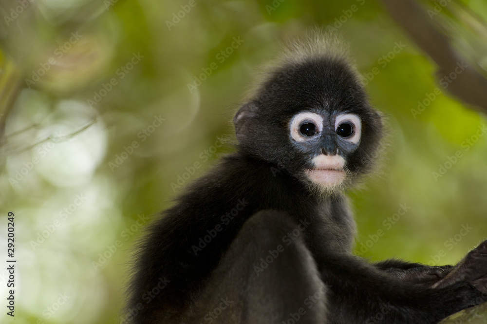 Dusky / Spectacled Langur (Presbytis obscurus) Dusky / Spectacled Langur (Presbytis obscurus)