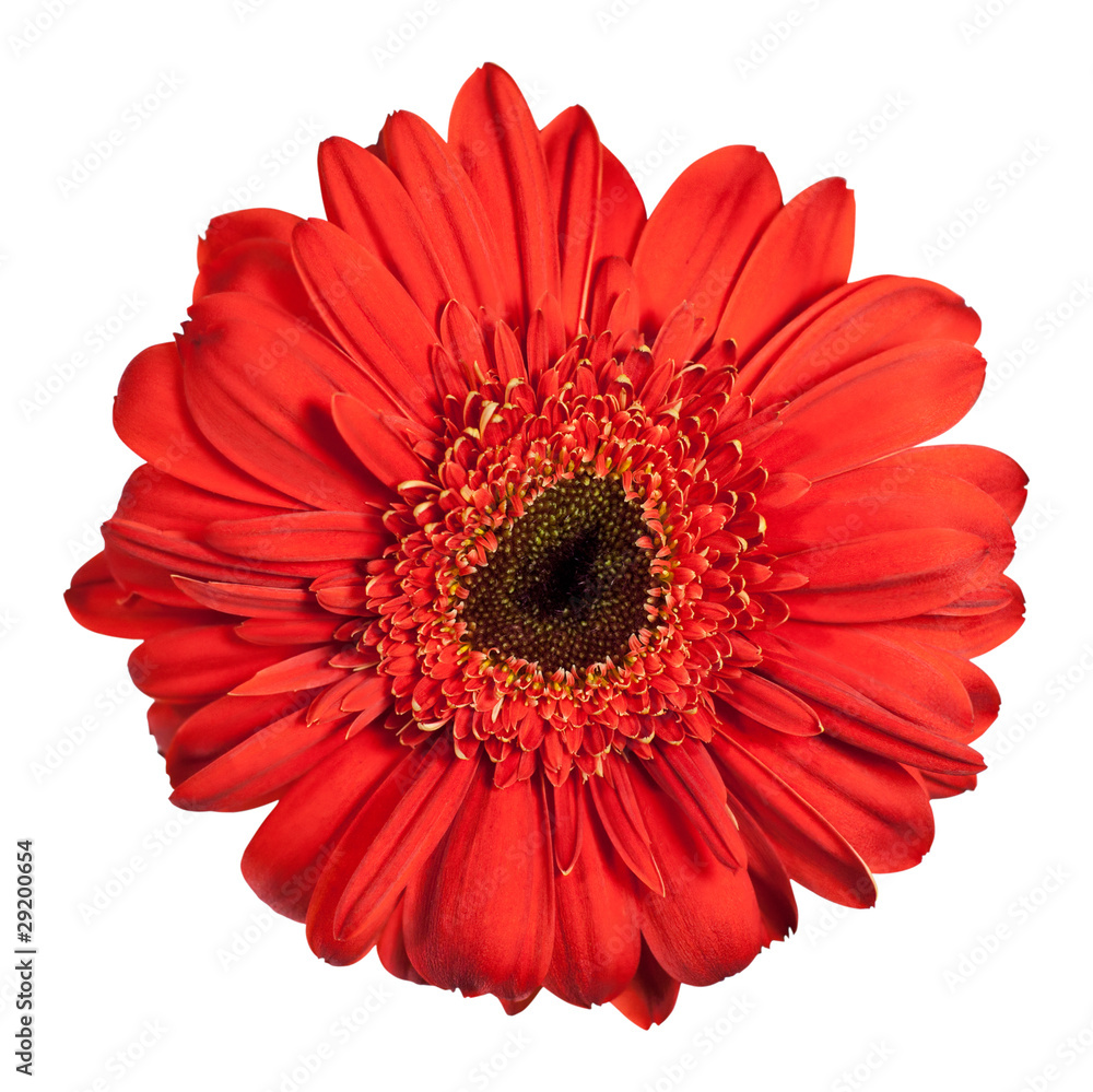 red gerbera flower isolated on white background