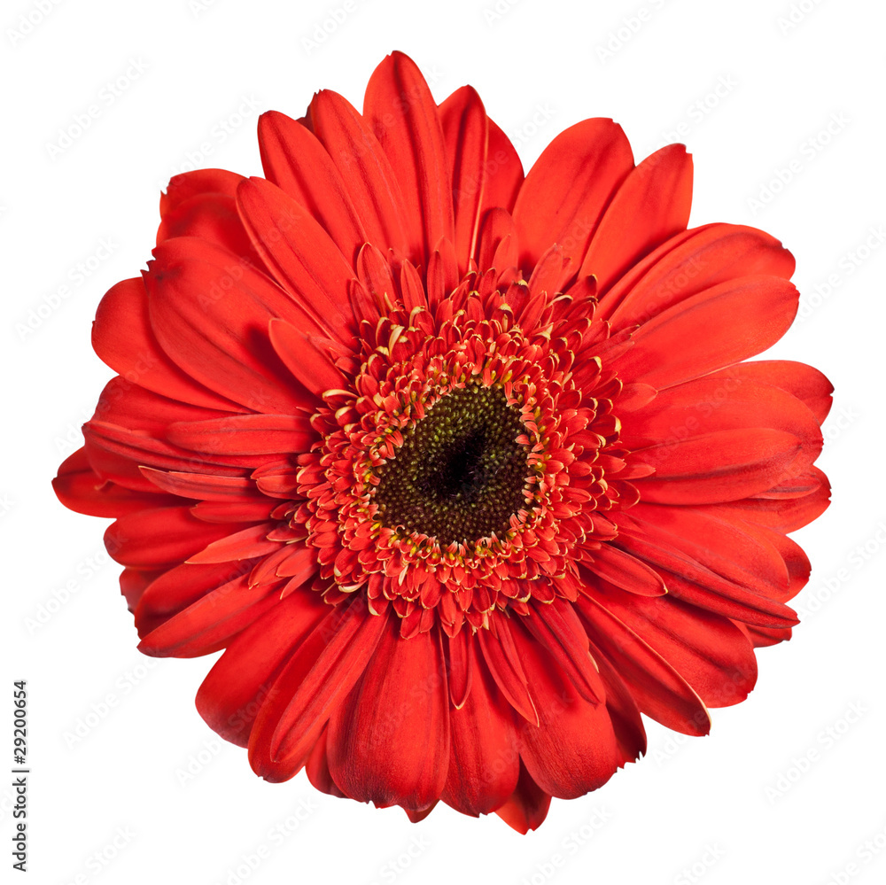 red gerbera flower isolated on white background red gerbera flower isolated on white background