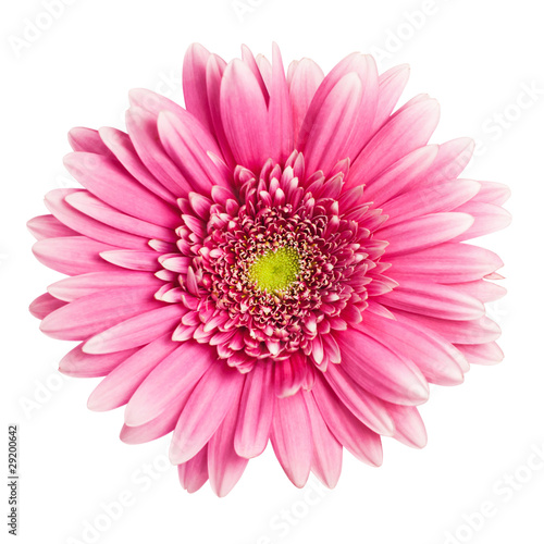 Fototapeta Naklejka Na Ścianę i Meble -  pink gerbera flower isolated on white background