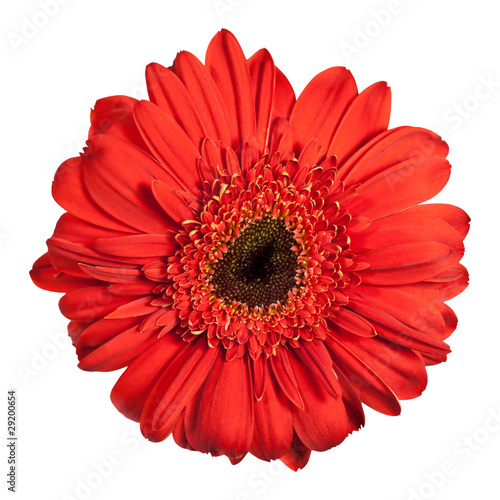 red gerbera flower isolated on white background