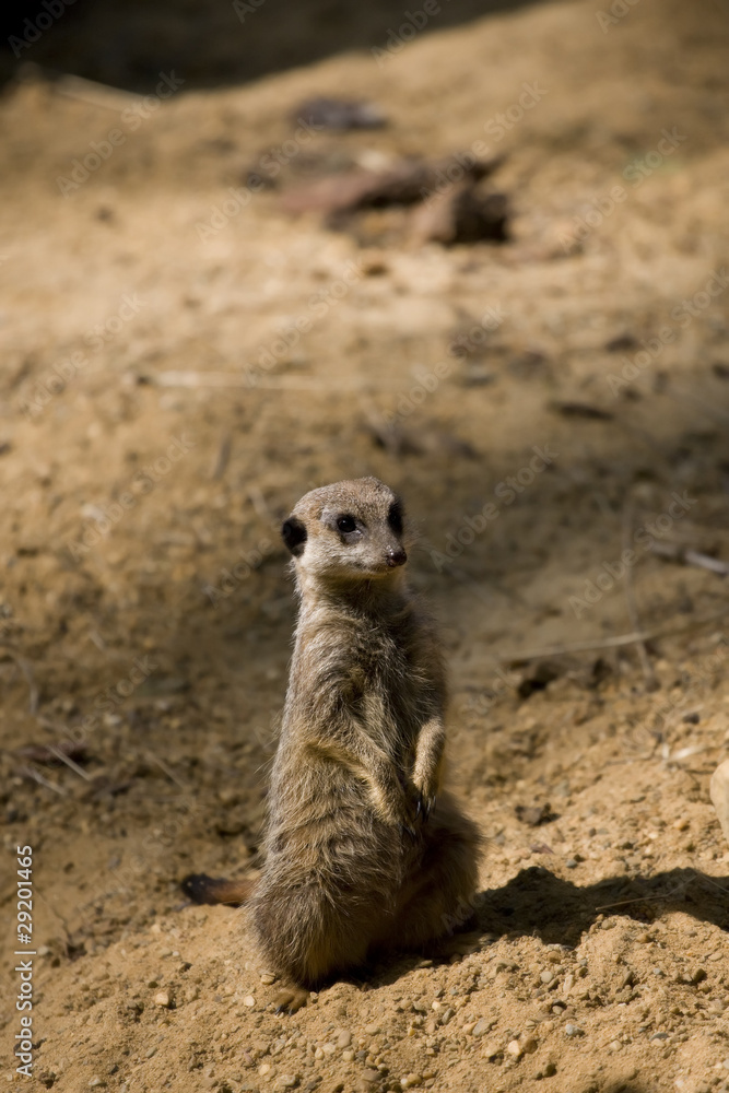 Fototapeta premium Suricate