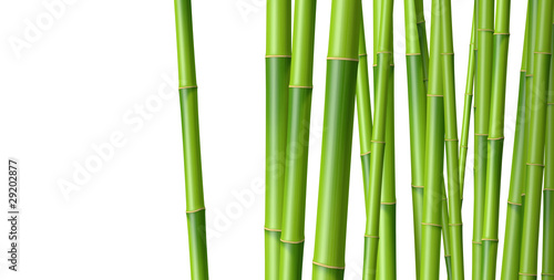 Bambous sur fond blanc 1
