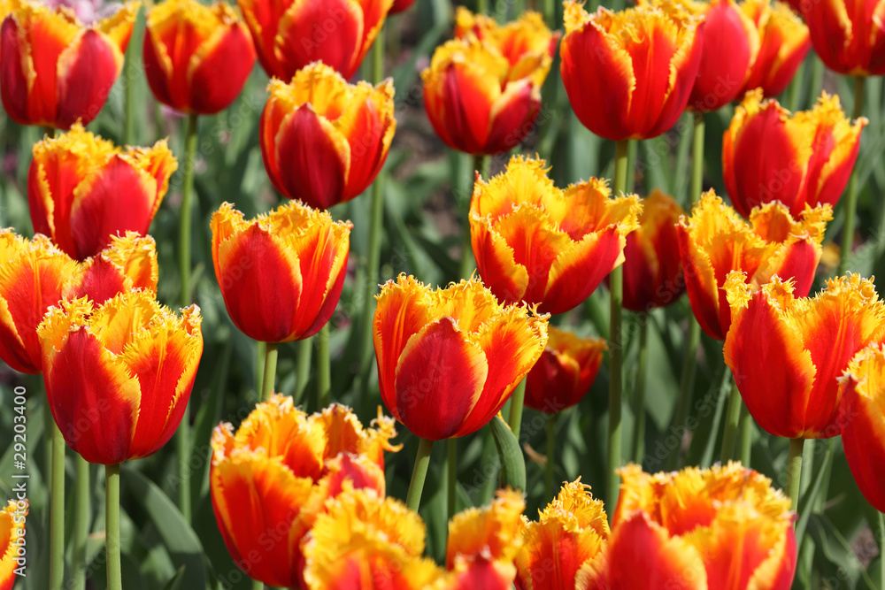 closeup of flowerbed with bright orange and yellow tulip