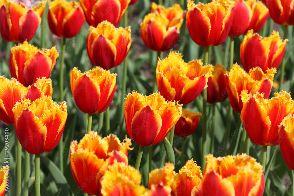closeup of flowerbed with bright orange and yellow tulip closeup of flowerbed with bright orange and yellow tulip