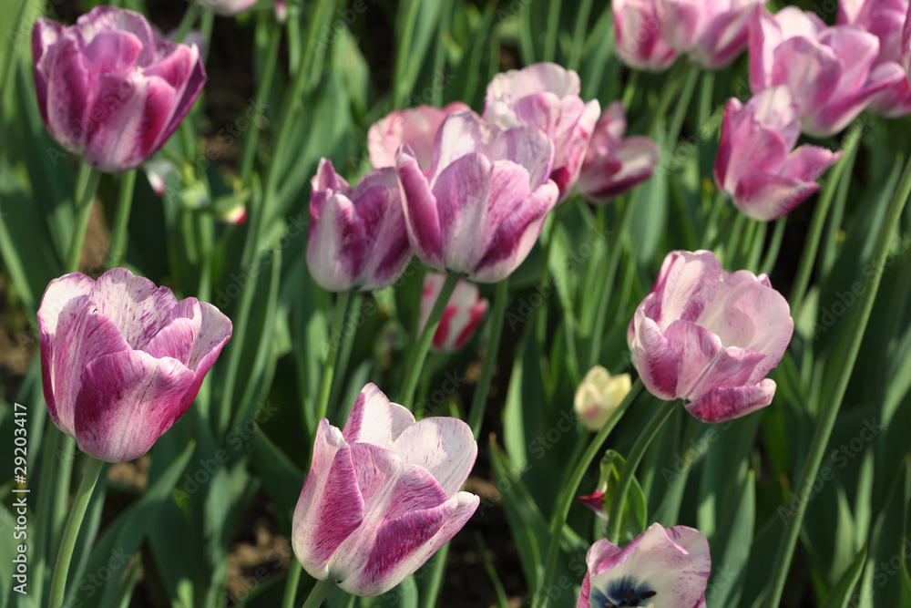 closeup of flowerbed with bright purple and white tulip closeup of flowerbed with bright purple and white tulip