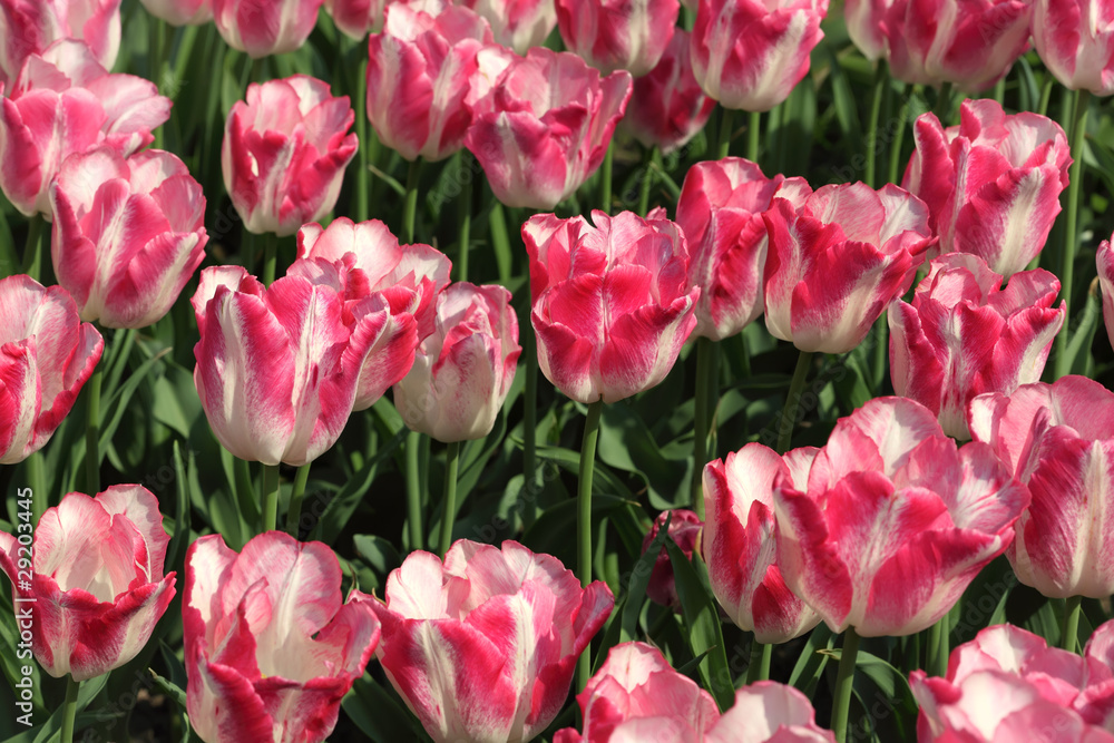closeup of flowerbed with bright beautiful pink and white tulips closeup of flowerbed with bright beautiful pink and white tulips