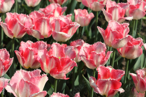 Fototapeta Naklejka Na Ścianę i Meble -  closeup of flowerbed with bright beautiful pink tulips