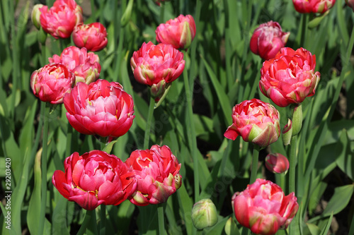 Fototapeta Naklejka Na Ścianę i Meble -  closeup of flowerbed with bright beautiful pink tulips