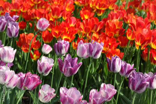 closeup of flowerbed with bright beautiful purple and red tulips