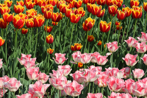 flowerbed with bright beautiful pink and orange tulip