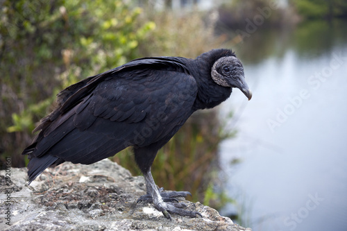 Black Vulture (Coragyps atratus)
