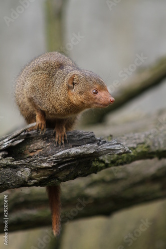 Wallpaper Mural Zwergmanguste Torontodigital.ca