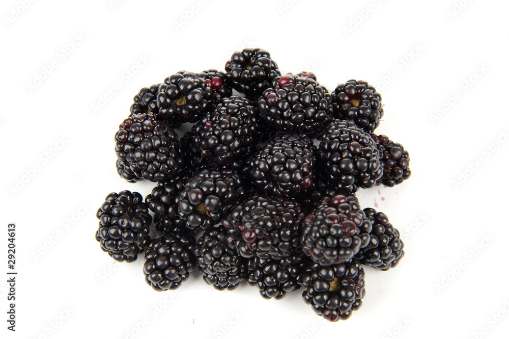 Mulberry Mulberry