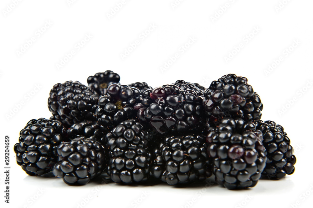 Mulberry Mulberry