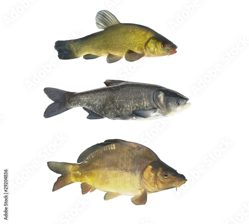 three cyprinids fish on white background