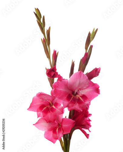 Fototapeta Naklejka Na Ścianę i Meble -  pink gladiolus isolated on white background