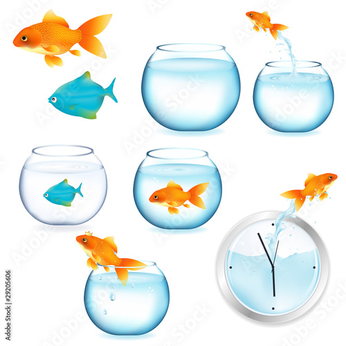 Fish And Aquariums