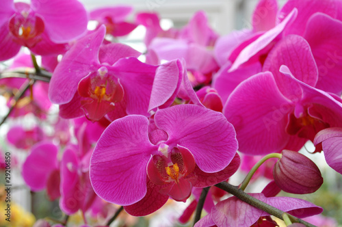 Fototapeta Naklejka Na Ścianę i Meble -  butterfly orchid