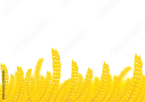 corn
