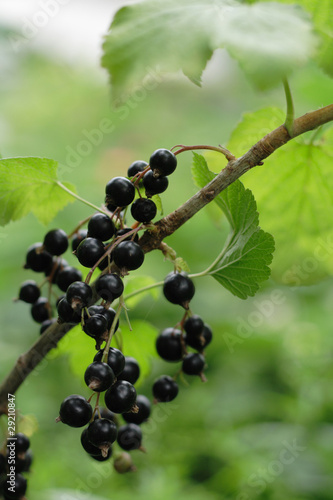 black currant