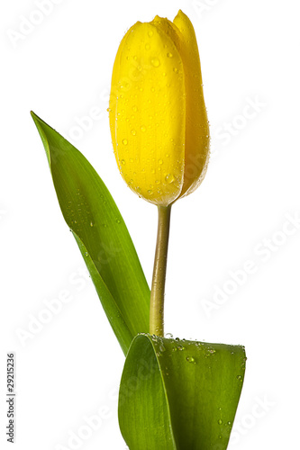 gelbe Tulpe