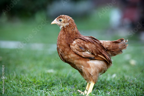 Young Hen