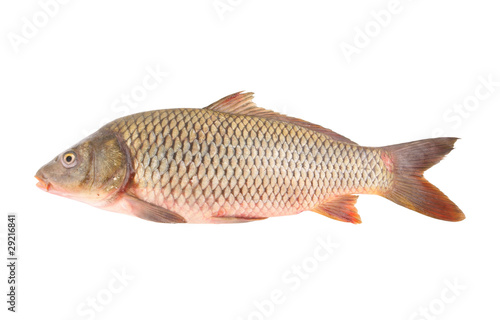 Big carp isolated on white background