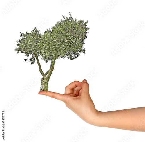 Olive tree on finger