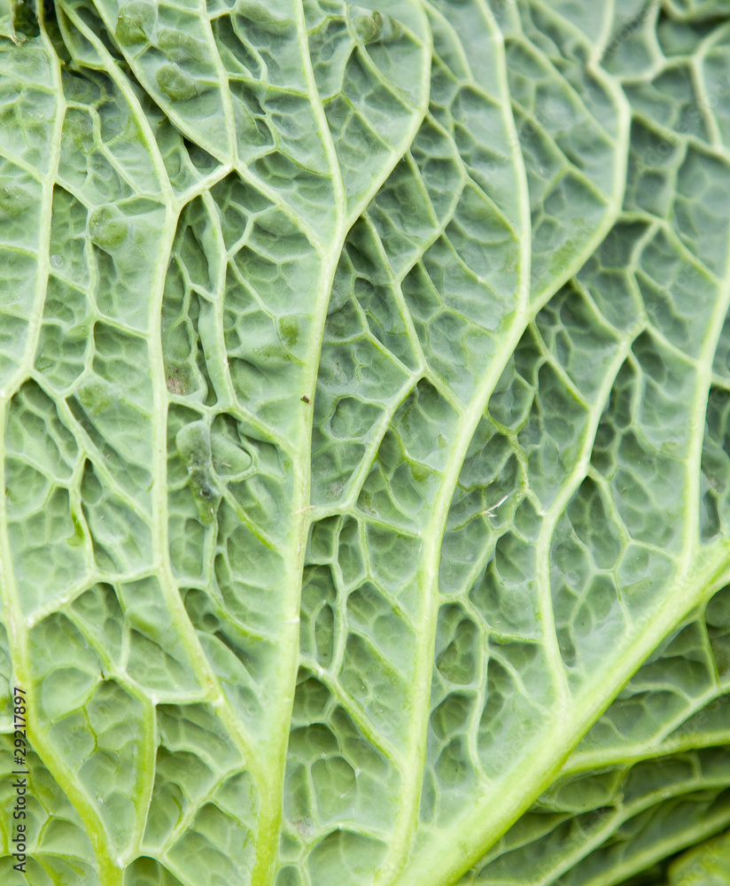 Lechuga Lechuga