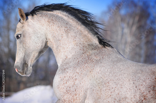 arab horse winter portrait