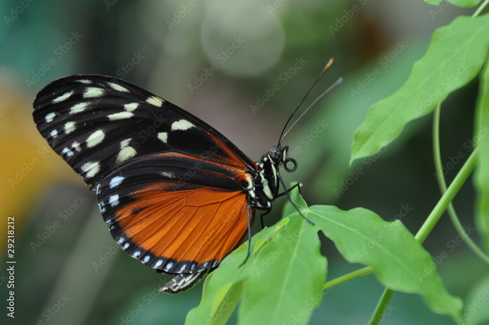 Golde Helicon Butterfly Golde Helicon Butterfly