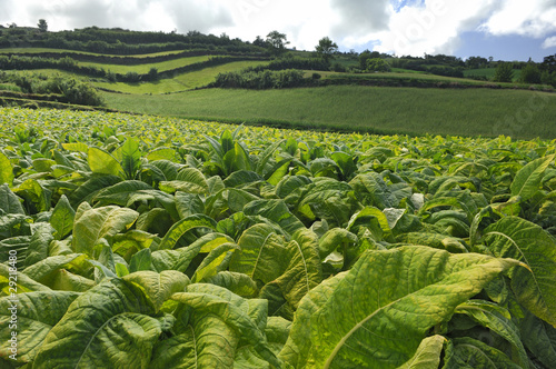 Tabakplantage auf Sao Miguel