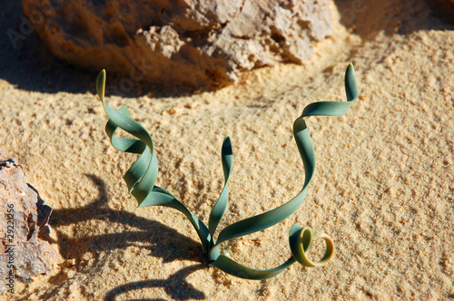 Canvastavla Spiral green plant in desert.
