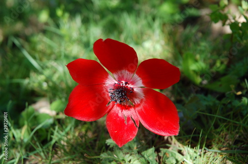 Single red anemone flower. photo