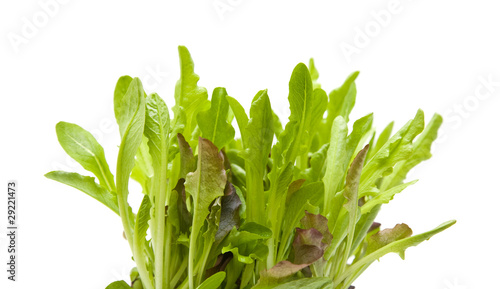 growing light green and purple leaves of babyleaf lettuce photo