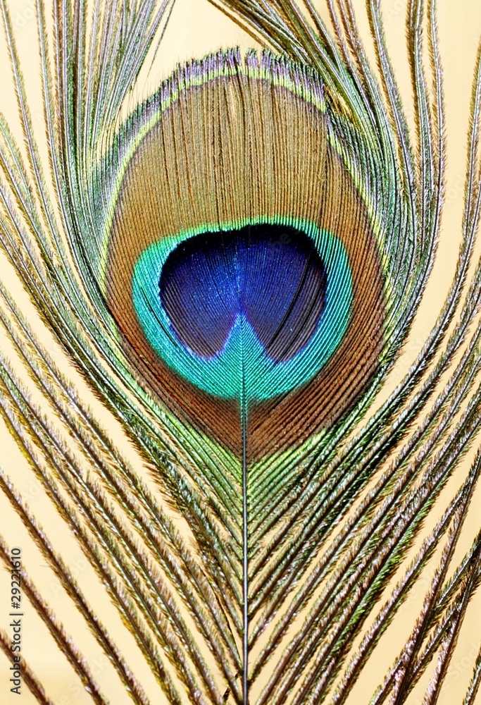 Obraz premium Pfauenfeder