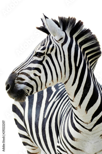 Grant's zebra (Equus quagga boehmi) isolated