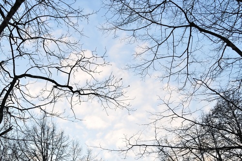 trees branches against the sky