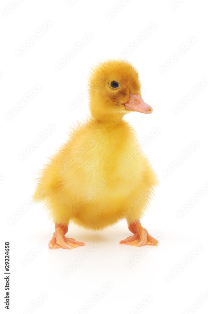 Obraz premium one duckling