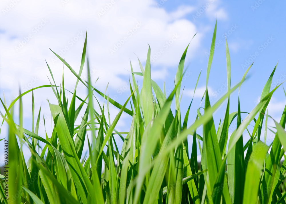 Obraz premium Green grass field under midday sun in blue sky.
