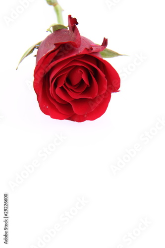 Red rose on a white background with space for your text