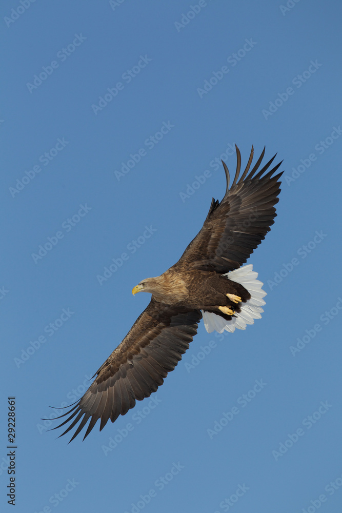 White Tailed Eagle White Tailed Eagle