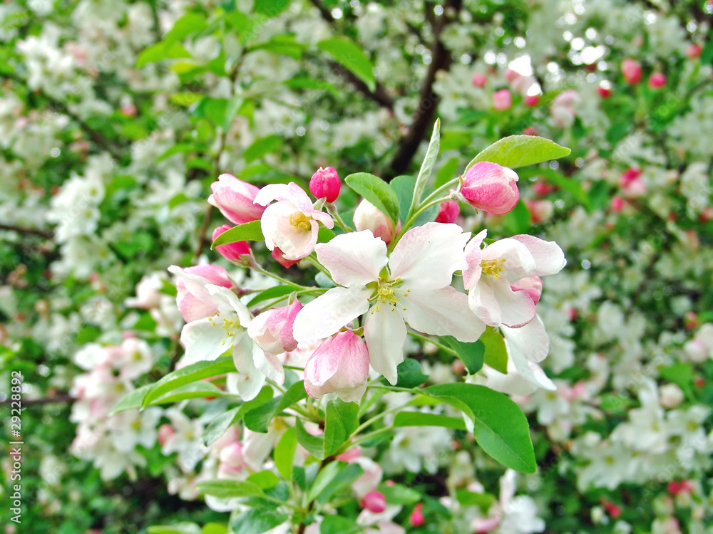 Spring background with apple tree rose flower. Spring background with apple tree rose flower.
